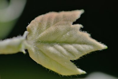 Platanus x hispanica - platan javorolistý - vývoj listu (74) 3